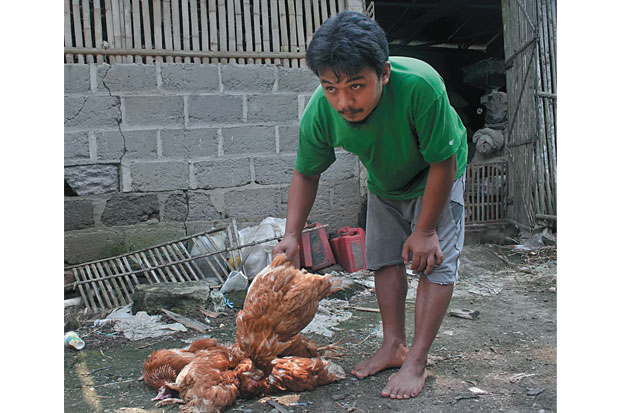 Terserang Virus ND Ratusan...