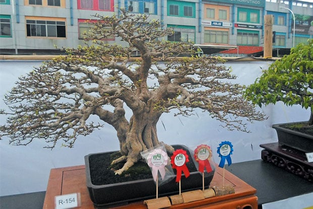 Bonsai Anting Putri...