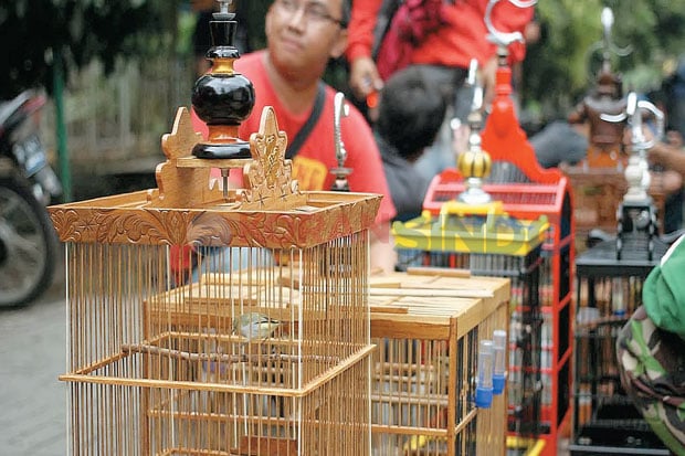 20 Jenis Burung Beradu...