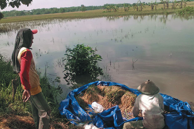 Sawah di Bengawan Solo...
