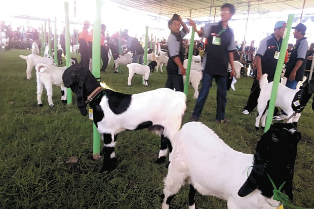 Kambing Seharga Mobil...