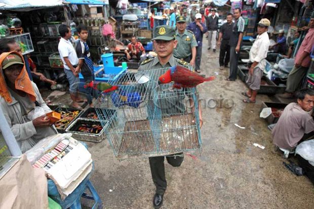 Satpol PP Razia Lapak...