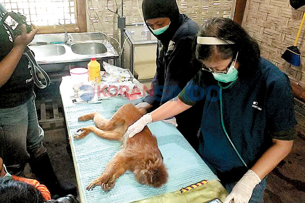 Sembilan Lutung Segera...