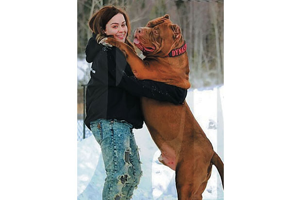 Pit Bull Raksasa Capai...