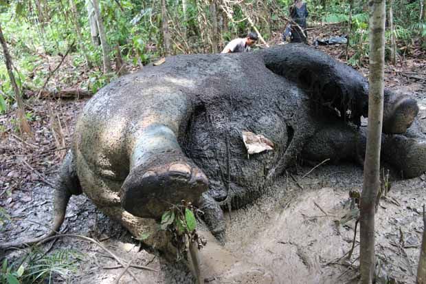 Bangkai Gajah Tanpa...