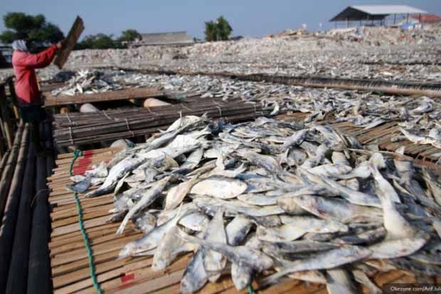 Ikan Asin Berformalin...