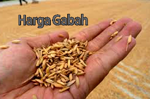Harga Gabah Masih Untungkan...