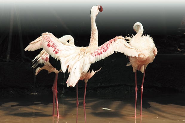 Delapan Lesser Flamingo...
