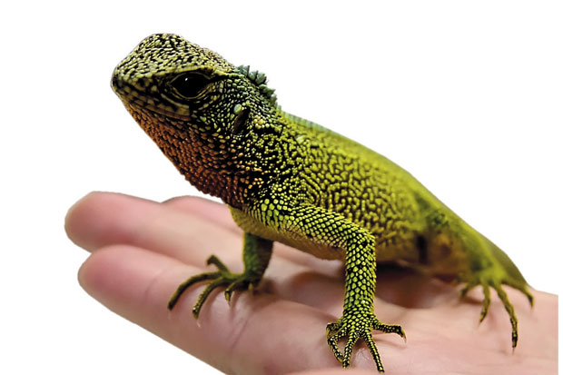 Tiga Spesies Baru Godzilla...