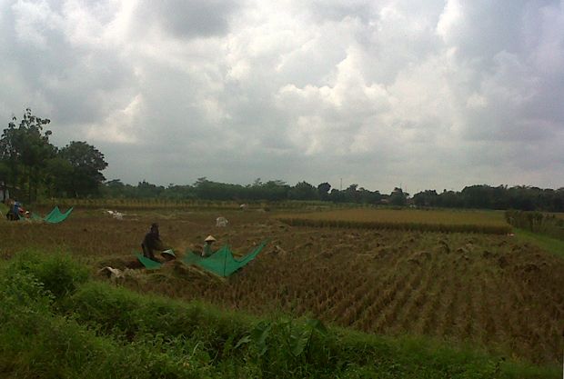 HPP Rendah, Bulog Siap...