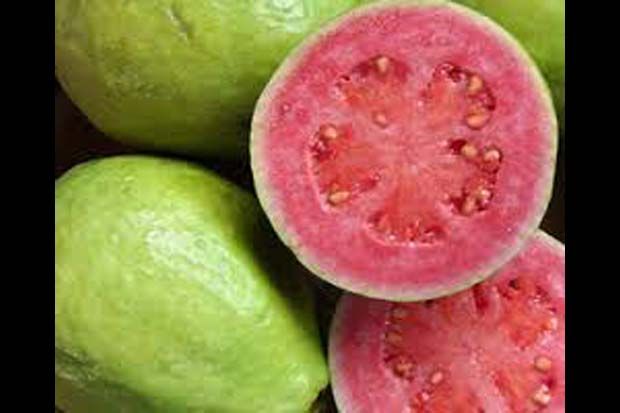 Jambu Merah Dibidik...