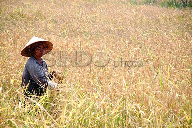 Petani Masih Enggan...