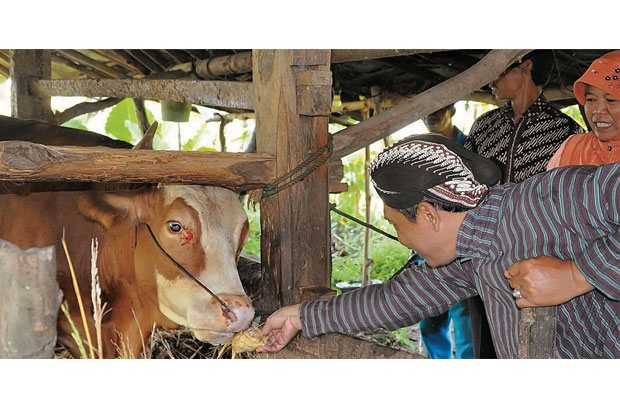 Kumpulkan Ketupat, Sapi...