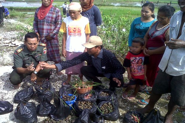 Diserang Hama Keong...