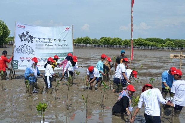 AHM Tanam 12 Ribu Mangrove