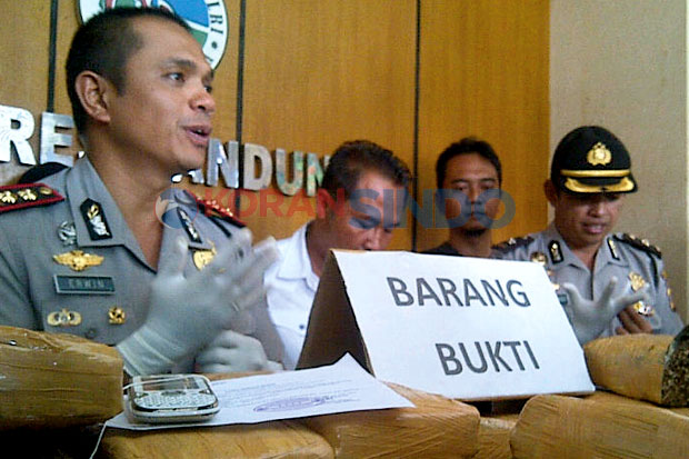 Sindikat Pengedar Ganja...