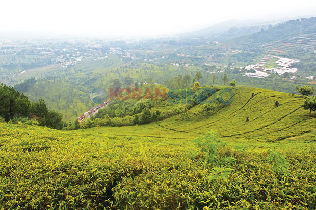 Kawasan Puncak yang...
