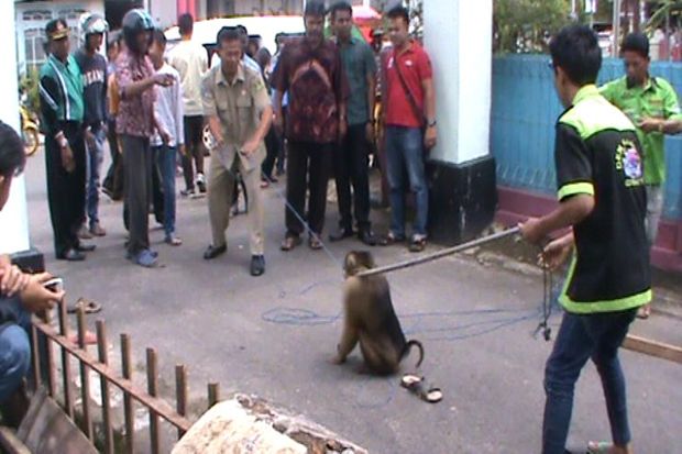 Lapar, Beruk Pemanjat...