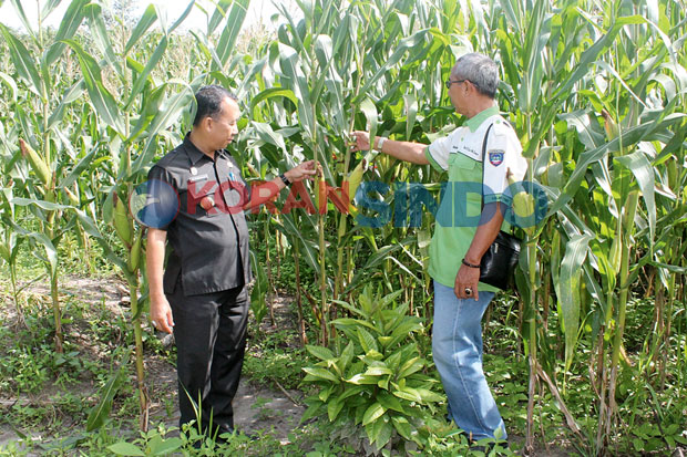 Hama Mobi Serang Jagung...