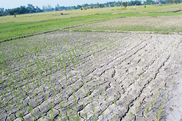 Ribuan Hektare Sawah...