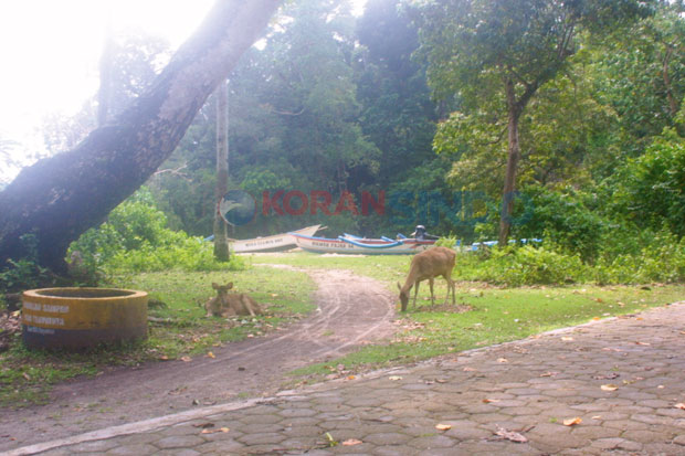 Tiga Rusa BKSDA Kabur