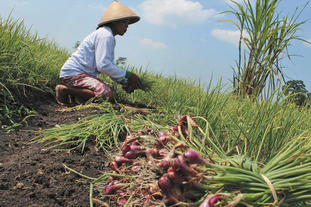 Harga Tinggi, Petani...