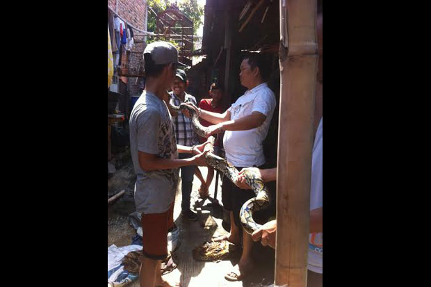 Bikin Geger, Ular Sanca...