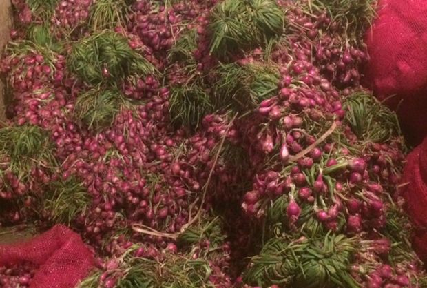 Harga Bawang Merah Turun...