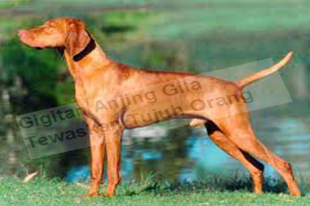 Gigitan Anjing Gila...