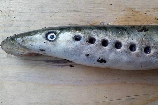 Mendadak Muncul, Ikan...