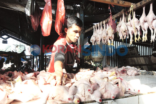 Harga Daging Ayam Terus...