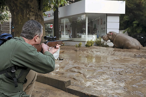 Banjir, Banyak Binatang...