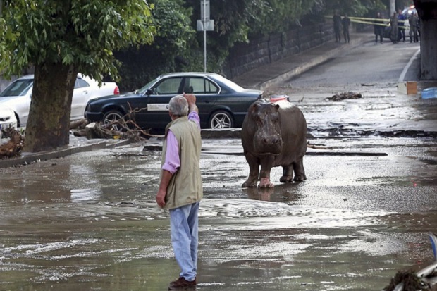 Georgia Banjir, Hewan...