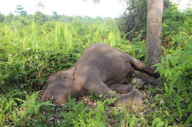Gajah Binaan WWF di...