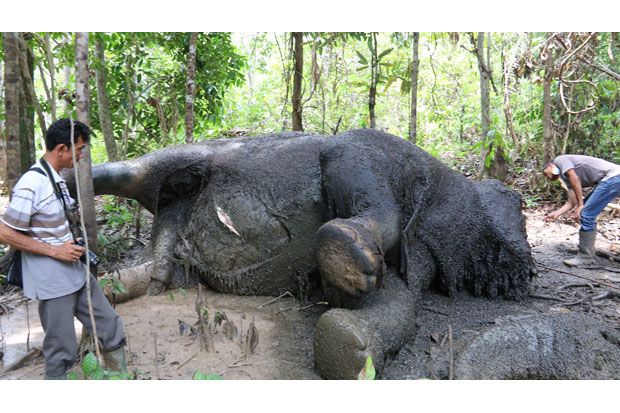 Gajah Mati Tanpa Gading...