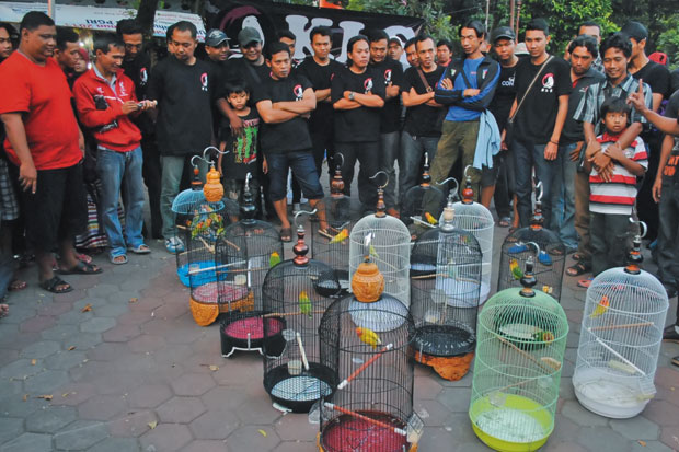 Adu Keterampilan Ngekek...