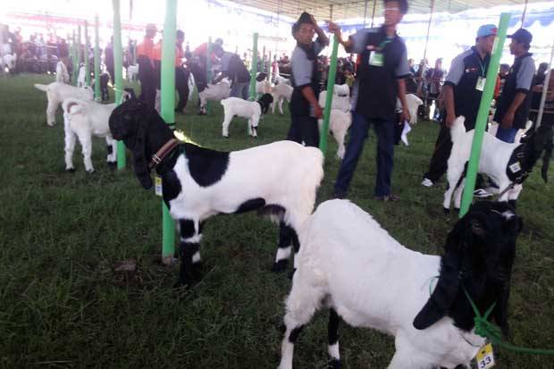 Mimpi Menjual Kambing