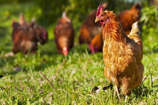 China Gunakan Ayam dan...