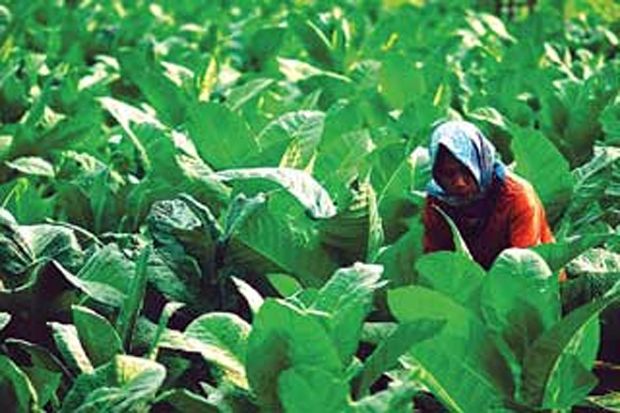 Petani Tembakau Kesulitan...