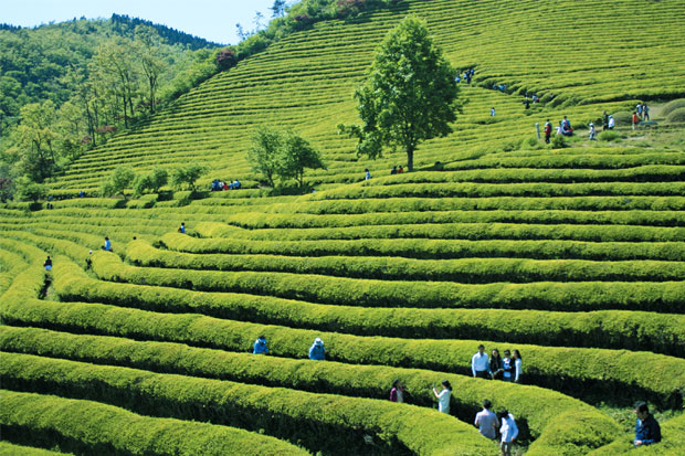 Pesona Perkebunan Teh...
