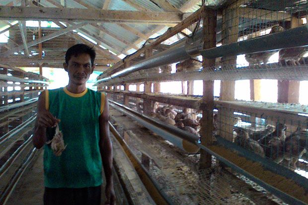 Ribuan Burung Puyuh...