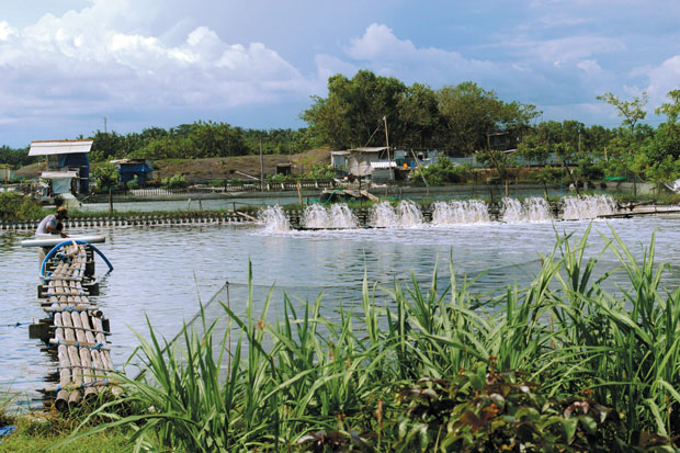 Relokasi Tambak Udang...