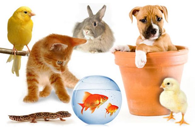 Indo Pet Expo 2015 Digelar...