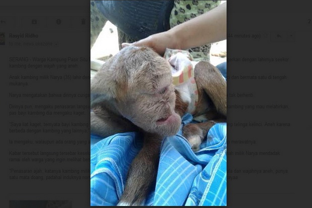 Kambing Bermata Satu...