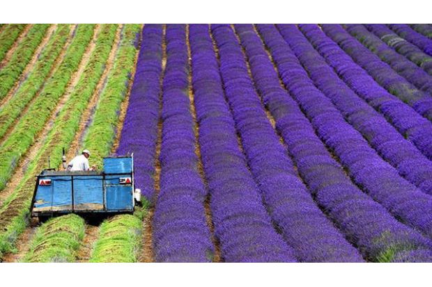 Wow! Perkebunan Lavender...