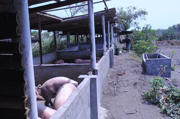 Peternakan Babi di Dusun...