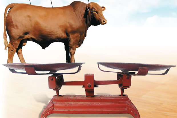 Stok Sapi di DIY Berkurang
