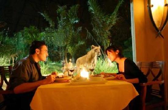 Restoran Tsavo Lion,...