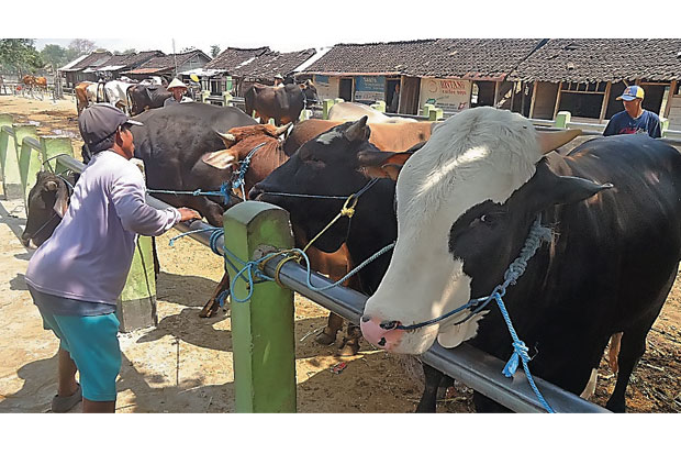 Jatim Larang Sapi Dijual...