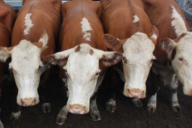 Mendag: Izin Impor Sapi...